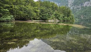 Pogin psov v Bohinju: kaj so ugotovili policisti?