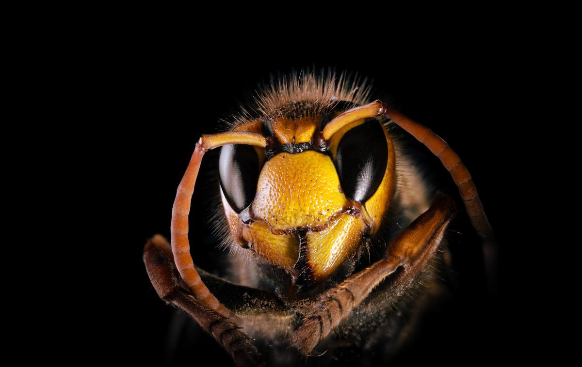 Sršen | Piki sršenov so lahko izjemno nevarni.  | Foto Shutterstock