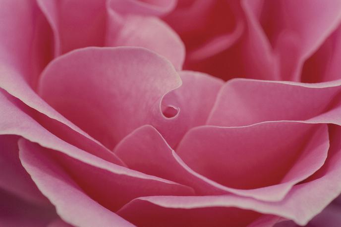 vrtnica lepota eterično olje | Foto Thinkstock