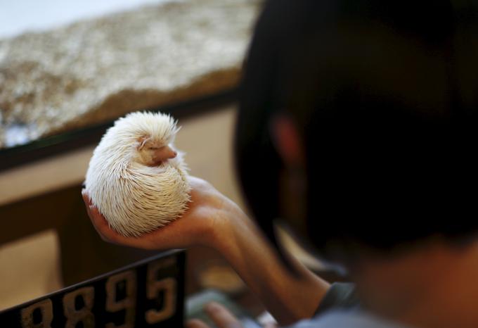 Spoznavanje z ježi je mogoče ob plačilu osmih evrov med tednom in desetih ob sobotah in nedeljah. | Foto: 