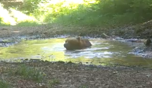 Kamera v divjini ujela medveda. Kaj počne? #video