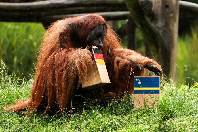 Orangutan Walter | Orangutan Walter je premišljeval, iz katere škatle bi vzel hrano. Nato se je odločil za tisto z zastavo Curacaoa. | Foto Reuters