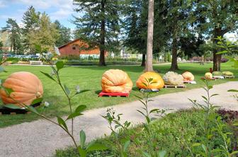 Kaj boste izbrali? Buče velikanke, najboljšo kavo ali čisto pravi "drag race"?