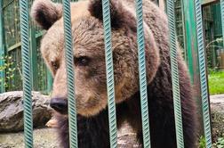 Slovensko medvedko odpeljali v Avstrijo