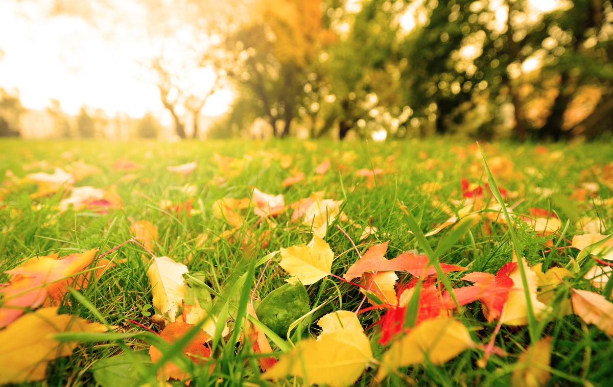 zelenica jeseni | Foto Thinkstock
