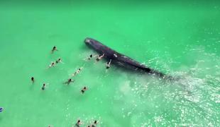 Nevsakdanji dogodek med plavalci: kita so se lahko dotaknili #video
