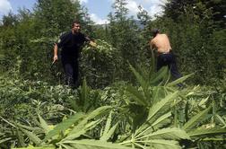 Albanske posle z marihuano je prevzela Islamska država