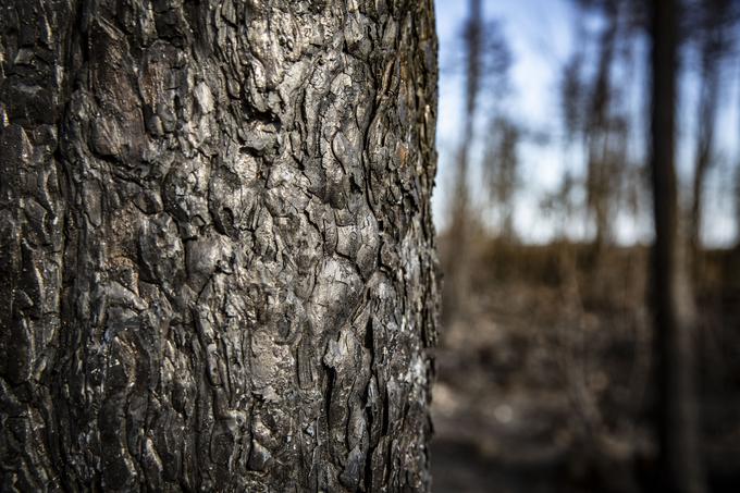 Od nekoč gostih borovih gozdov, ki so v vročih dneh zagotavljali senco, so ostali samo spomini. | Foto: Bojan Puhek