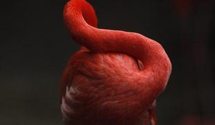 Pri 83 umrl najstarejši plamenec