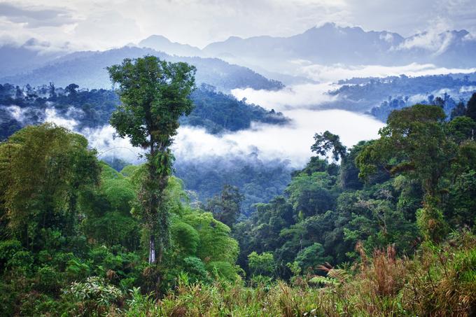 Kdo ve, kako bi bili danes videti gozdovi, če se odpravljanja tako imenovane lesne krize pred več sto milijoni let ne bi lotil nepričakovani rešitelj. | Foto: Reuters