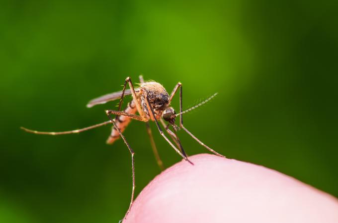 Dozdajšnje genetske raziskave so poskušale doseči zmanjšano plodnost samic komarjev, a zdaj je cilj še bolj ambiciozen: popolnoma eliminirati žensko populacijo komarjev, ki nas nadleguje. | Foto: Getty Images