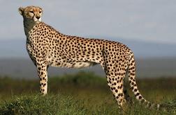Gepard, hišni ljubljenček kraljev