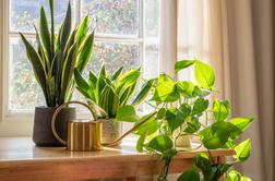 Zelena terapija: kako sobne rastline vplivajo na počutje?