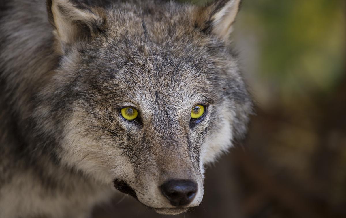 Volk | Zveri so skupaj pokončale 14 živali. Rejci sumijo, da so za napade na drobnico krivi volkovi. | Foto Getty Images