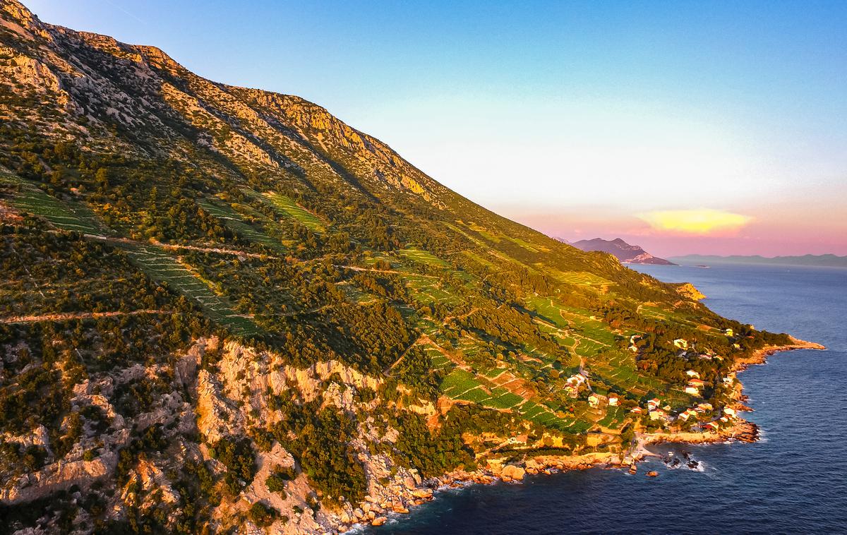 Hrvaška vina | Vinogradi na Pelješcu | Foto HTZ