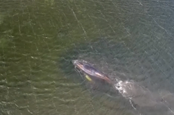 V Nemčiji je nasedel kit grbavec #video