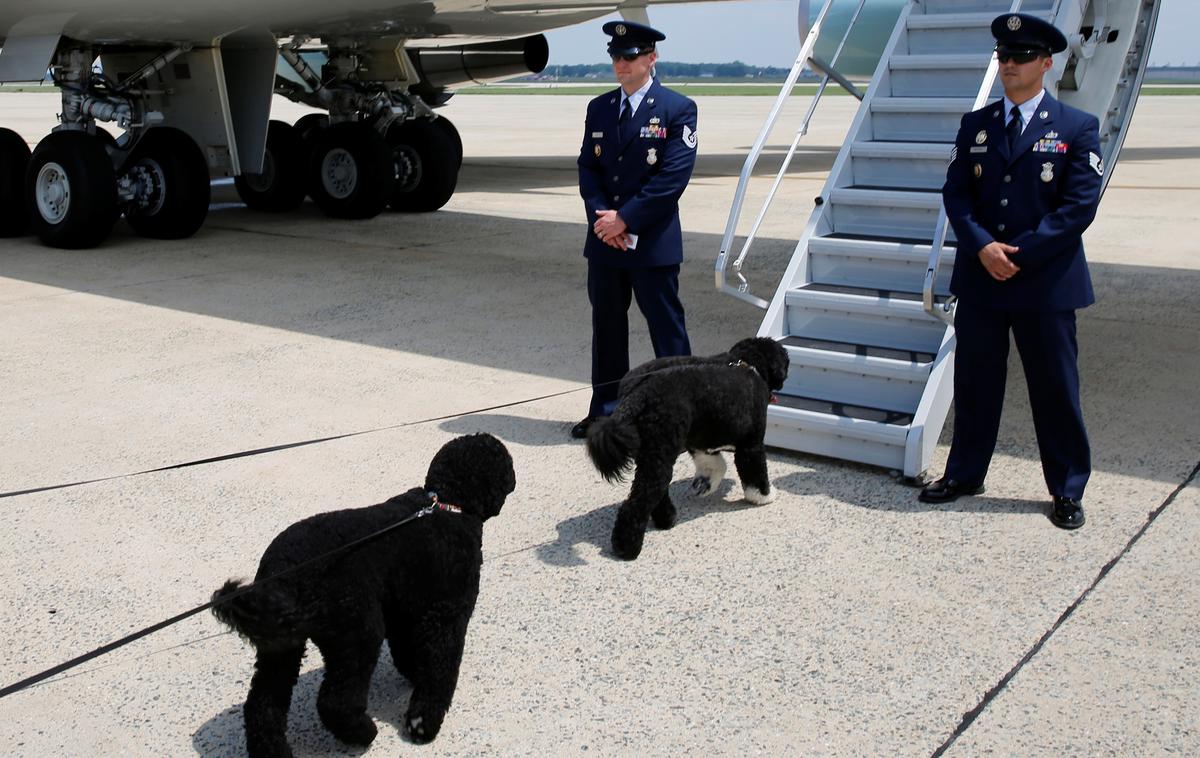 Psa družine Obama | Psa Bo in Sunny pred vkrcanjem na predsedniško letalo. | Foto Reuters