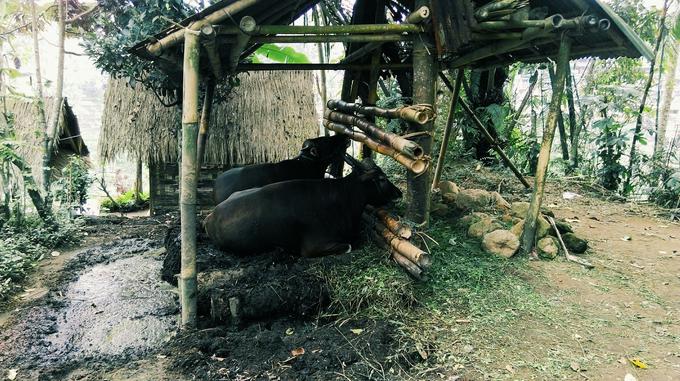 Med sprehodi po riževih poljih so naletele na krave. | Foto: Osebni arhiv