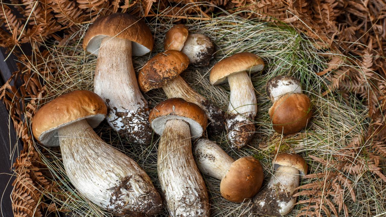 Gobarska sezona v polnem teku: koliko gob lahko naberete brez kazni?