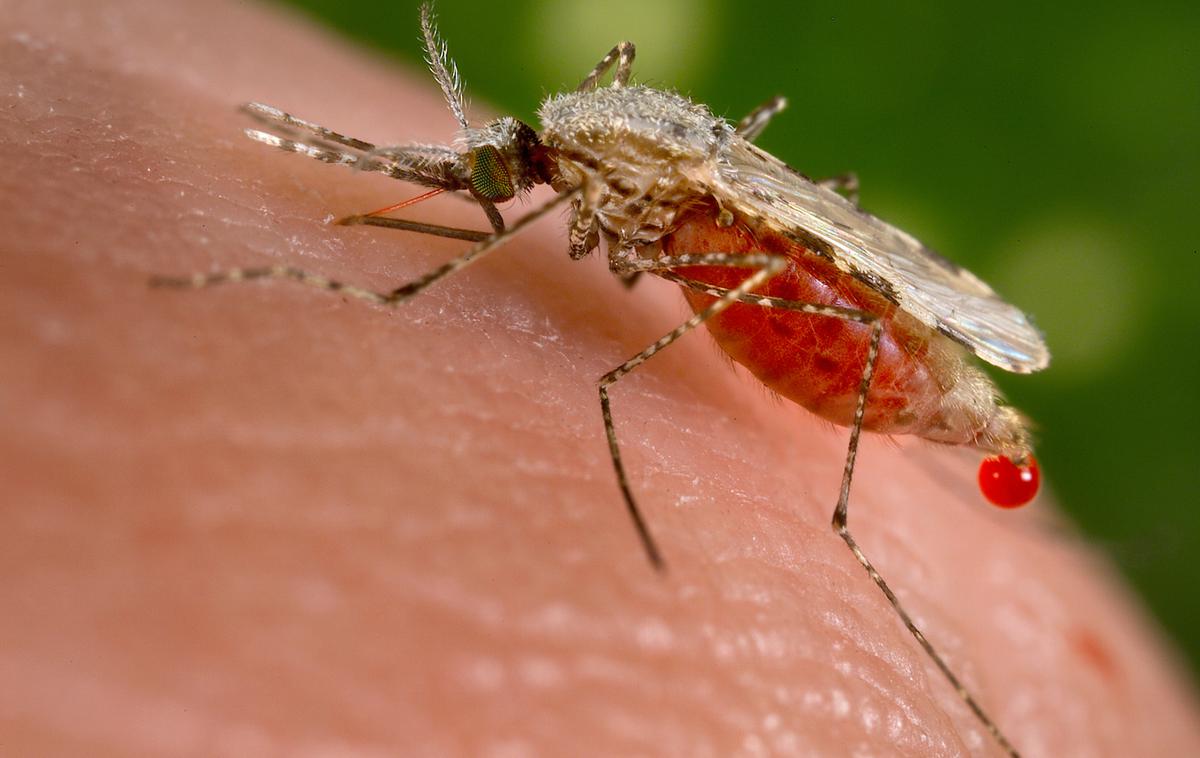 Malarija | Britanski znanstveniki so predstavili pomembno odkritje, ki bi lahko ustavilo malarijo in še vse druge nadloge, ki nam jih povzročajo komarji - natančneje, njihove samice. | Foto Reuters