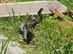 Kača