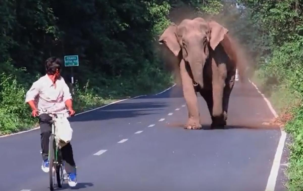 Slon in kolesar | Foto YouTube