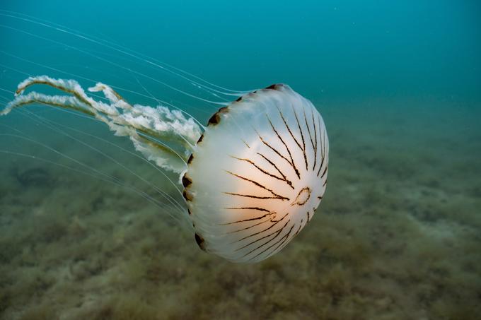 kompasna meduza | Foto: Shutterstock