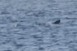 Pri Cresu ujeli morskega psa orjaka #video