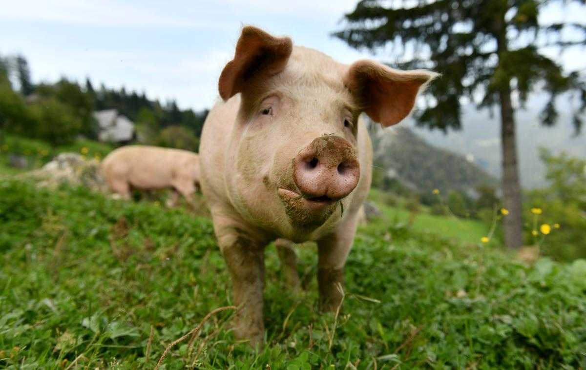 prašič | Foto STA