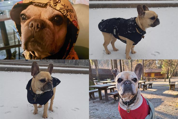 Vili, francoski buldog Francoska buldoginja Vili v svojih toplih opravah. | Foto: Na. R.