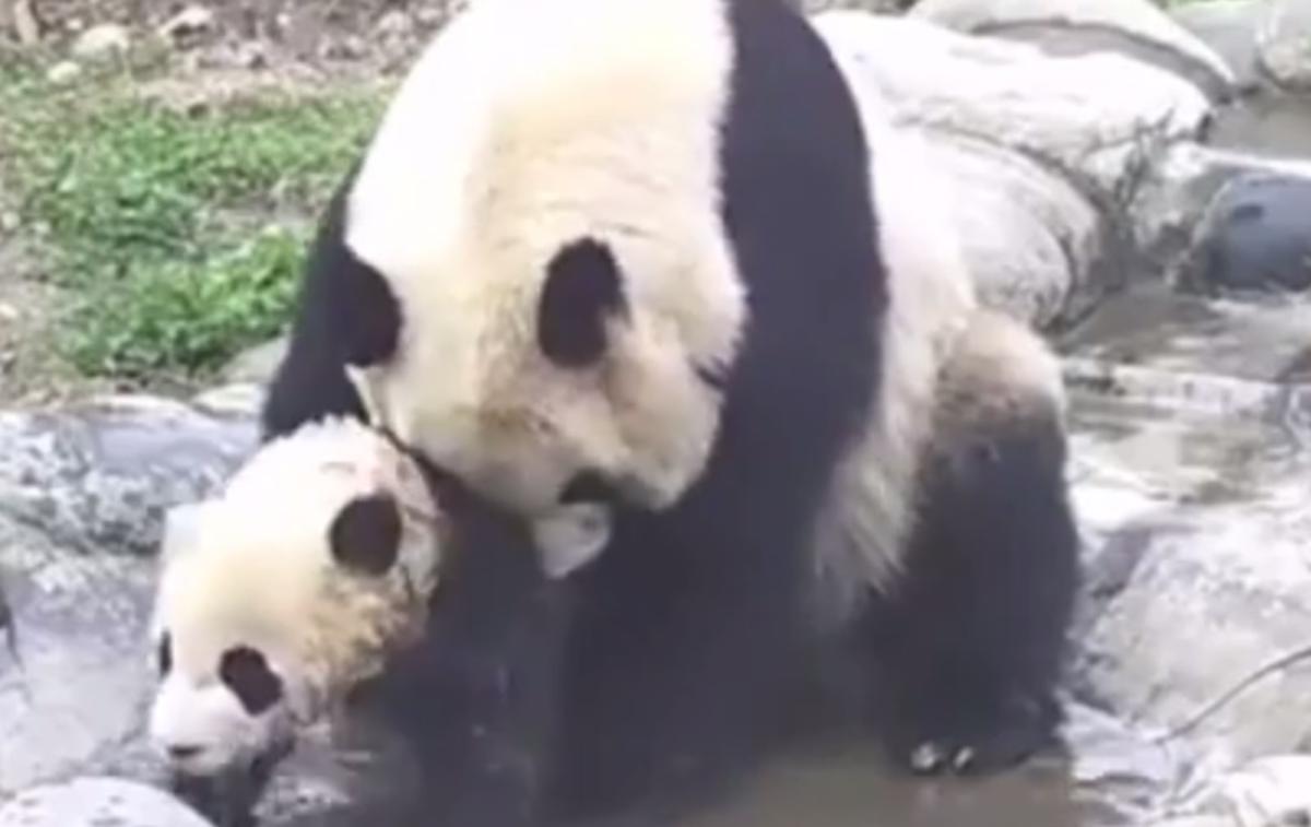 panda