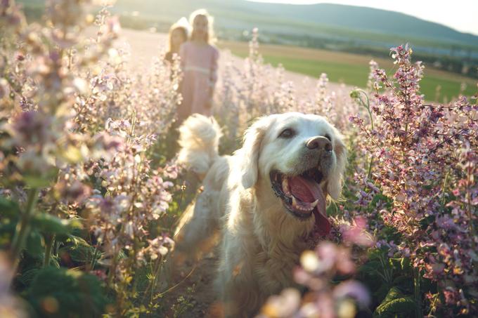 hišni ljubljenčki pes | Foto: Shutterstock