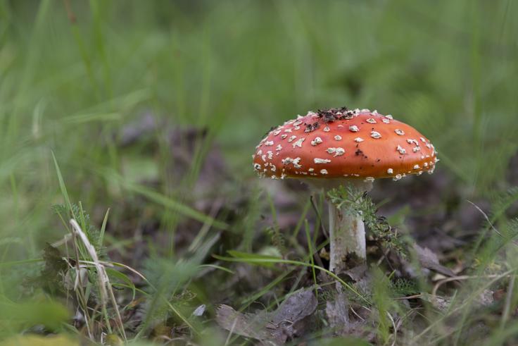 "Vse gobe so užitne. A nekatere gobe so užitne samo enkrat," je nekoč dejal slavni britanski pisatelj Terry Pratchett. | Foto: Thinkstock