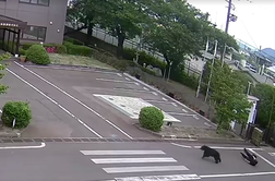 Razglasili izredne razmere: medved stekel v tovarno, poškodoval štiri ljudi, še vedno ga lovijo #video