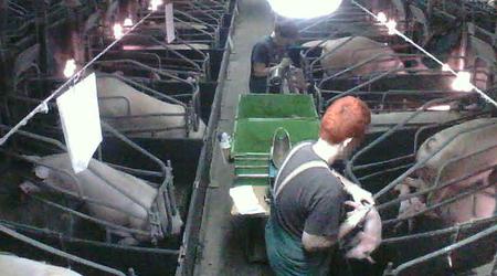 Novi pretresljivi posnetki s slovenske farme #video