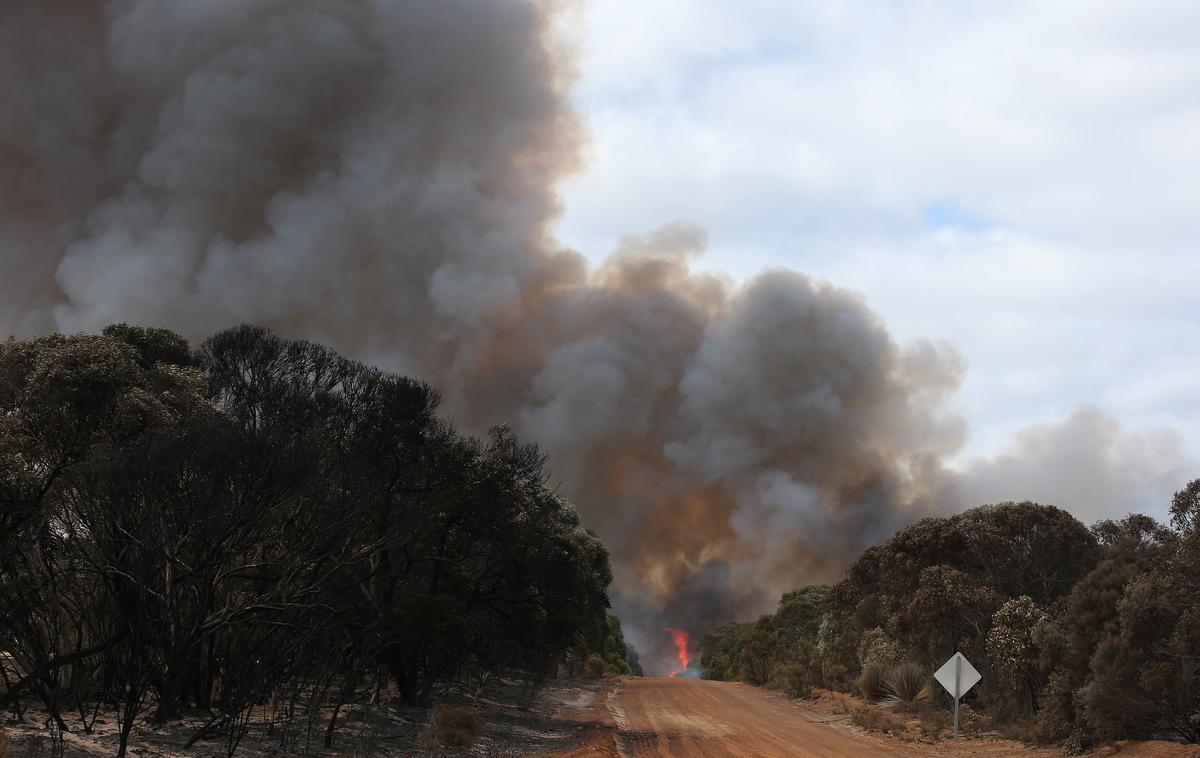 Avstralija, požari | "Prišli bodo kot turisti in odšli kot prijatelji za vedno," je dejal avstralski minister za izredne razmere. | Foto Getty Images