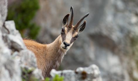 Gams obležal pod streli