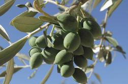 Razmere v Španiji idealne za dvig cen olivnega olja