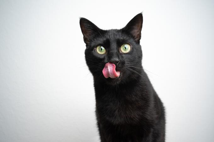črna mačka | Foto: Shutterstock