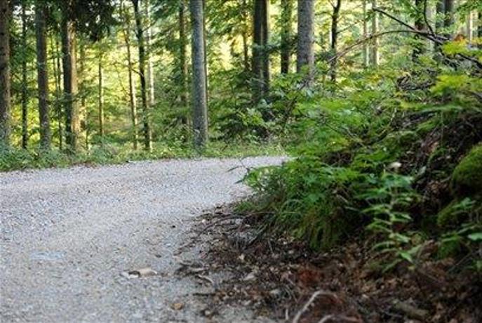 Gozdne ceste in lastna odgovornost