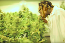 marihuana Wiz Khalifa