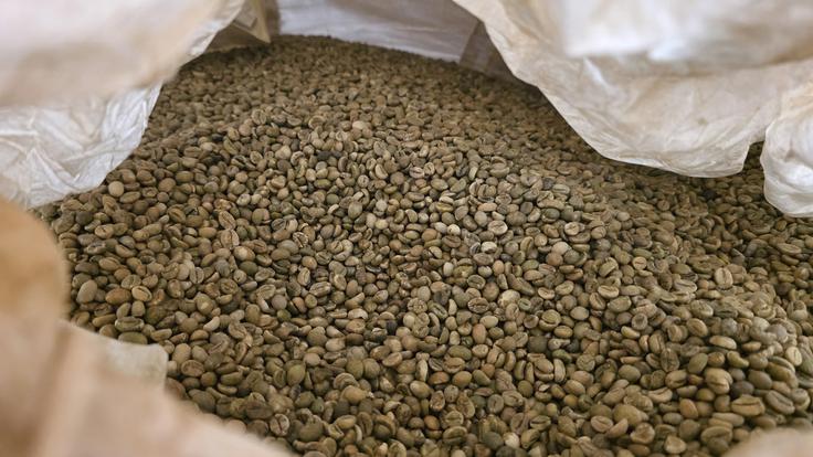 Surova in še nepražena kava vrste Arabica iz Ugande si je priborila svoje mesto in vlogo v kavni mešanici, ki jo v okrepčevalnicah in restavracijah Fresh Corner v več evropskih državah, tudi Sloveniji, strežejo zadnja tri leta.  | Foto: Srdjan Cvjetović