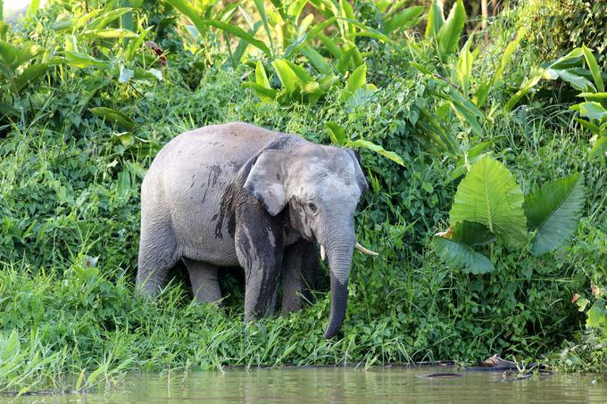 Bornejski sloni, pa tudi azijski sloni nasploh, so manjši od slavnejših afriških slonov. | Foto: Shutterstock