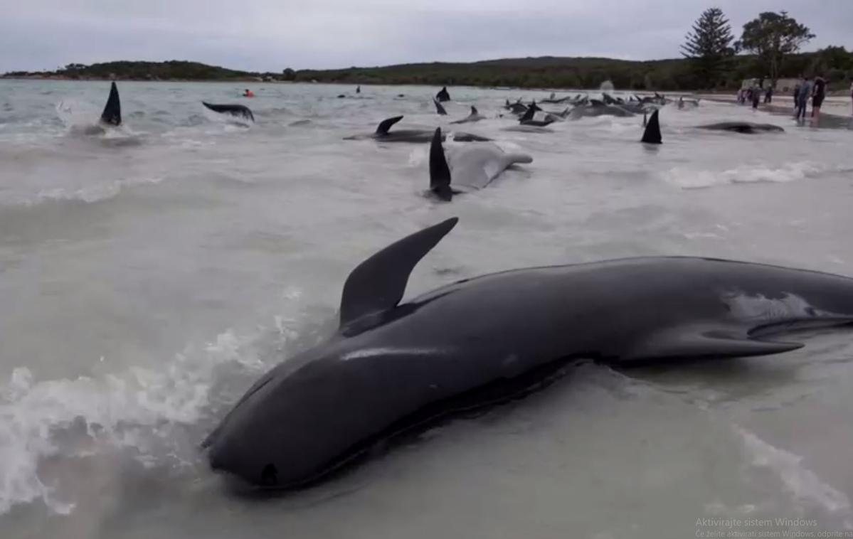 nasedli kiti, kit pilot, Avstralija | "Žal je bilo treba sprejeti odločitev o evtanaziji preostalih kitov, da ne bi podaljševali njihovega trpljenja. To je bila težka odločitev za vse vpletene," so sporočili in se zahvalili vsem, ki so v zadnjih dveh dneh pomagali pri reševanju. | Foto Reuters