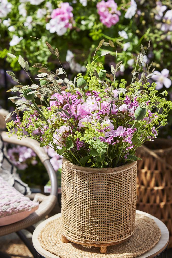 pelargonije_grayling | Foto: Pelargonium for Europe