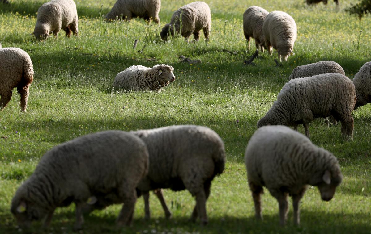 ovce | Foto Reuters