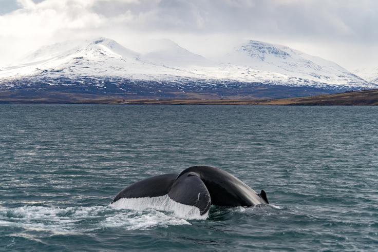 Opazovanje kitov na severu Islandije pri kraju Akureyri. | Foto: Thinkstock