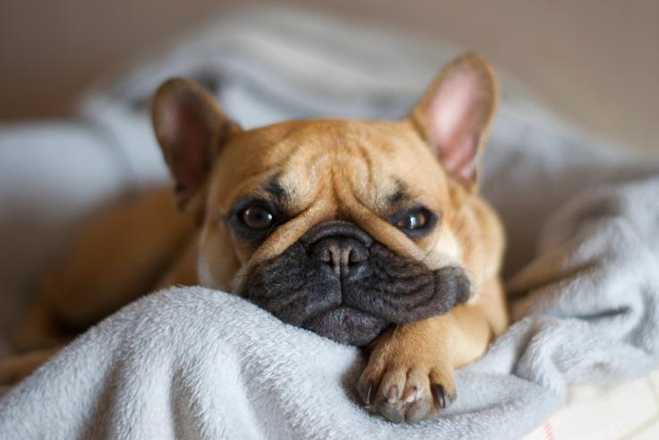 francoski buldog, pes | Foto: Shutterstock