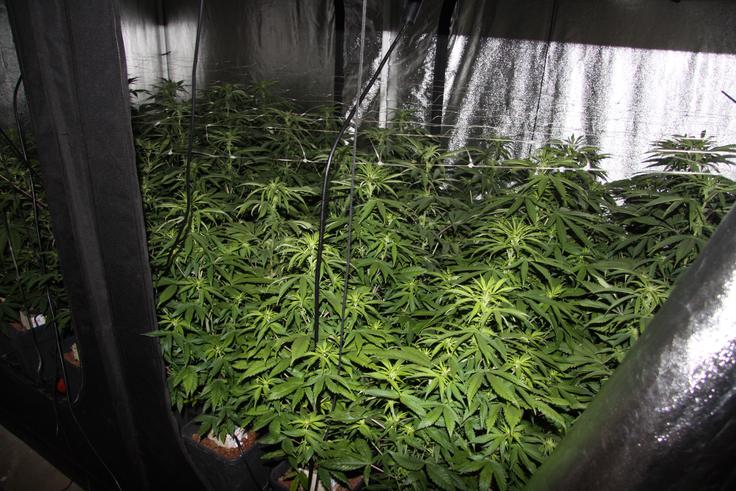 droge, zaseg, Trzin, sadike, pripomočki | Foto: PU Ljubljana