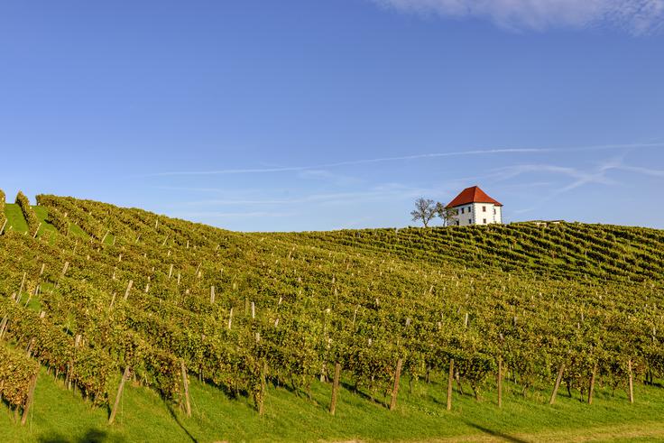 vinograd, Škalce, Zlati grič | Foto: Shutterstock